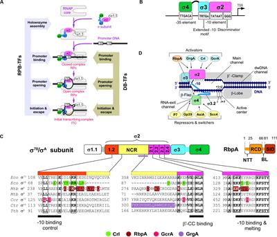 The σ Subunit-Remodeling Factors: An Emerging Paradigms of Transcription Regulation